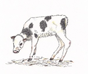 poorly calf drawing